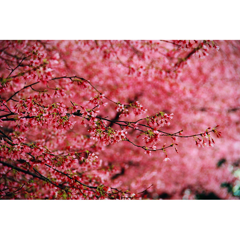 Ταπετσαρία χώρου με Floral Tree